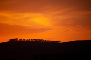 五郎島金時の無添加干し芋の評判はどうなっている？