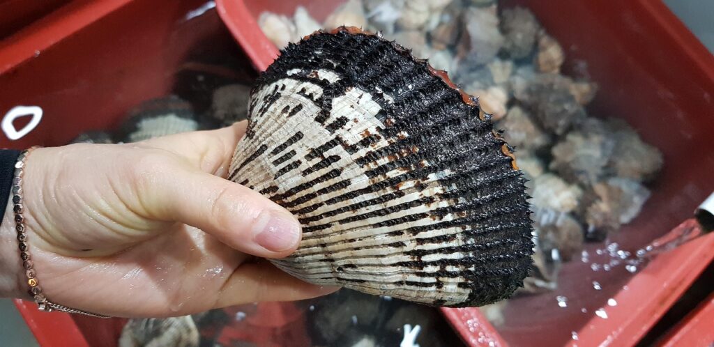 無添加干し芋ギフトがくっつくのを防止する方法は？