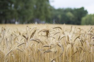 無添加干し芋ギフトで小麦、乳、卵不使用のおすすめ商品は？