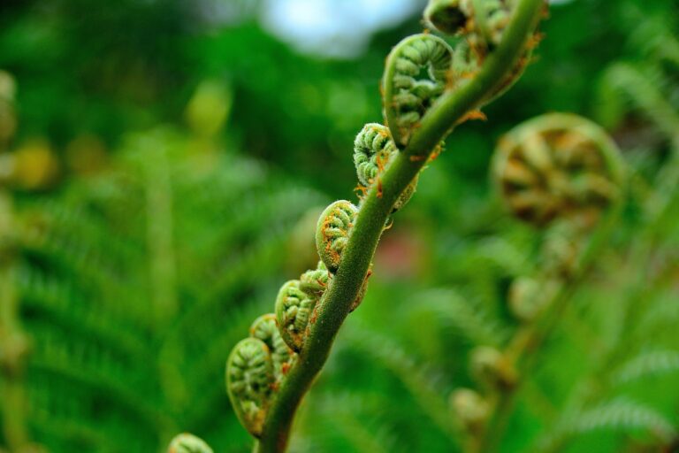 無添加干し芋ギフトで砂糖結晶の見分け方は？