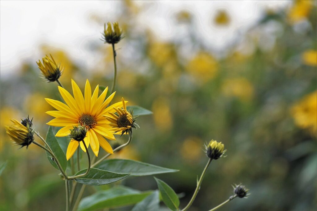 無添加の干し芋は部活の補食に向く？ギフトとしても喜ばれる理由とは？